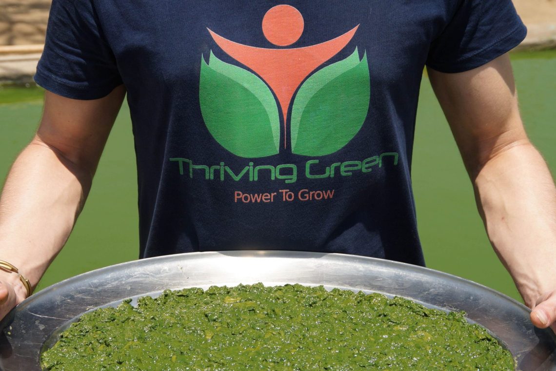 Spirulina Ernte Tablett Nahaufnahme