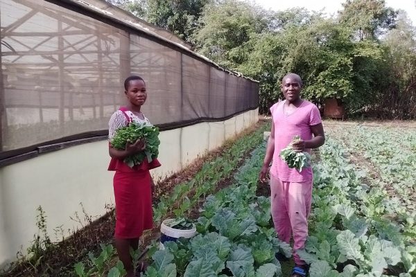 Buheri Farms